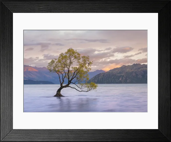 Framed Print : Popular lone tree in Roys Bay on Wanaka Lake at sunrise with mountains in background