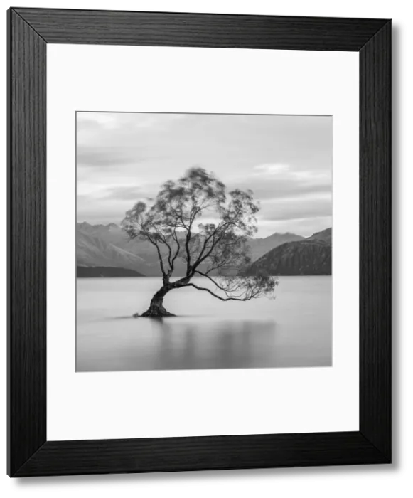 Framed Print : Popular lone tree in Roys Bay on Wanaka Lake, Wanaka, Queenstown-lakes District