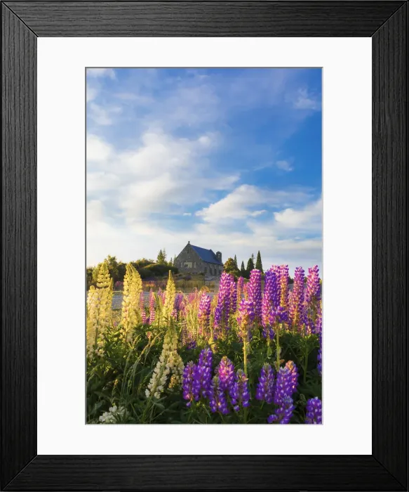 Framed Print : The Church of the Good Shepherd at Tekapo Lake in the morning light with colorful lupins