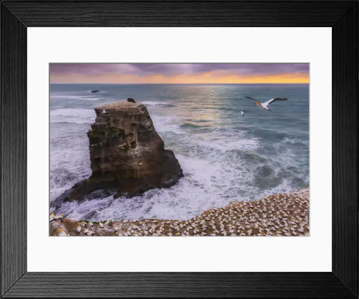 Framed Print : Gannet Colony on a a sea stack at sunset with the sun setting in the ocean on the West Framed Print : Gannet Colony on a a sea stack at sunset with the sun setting in the ocean on the West