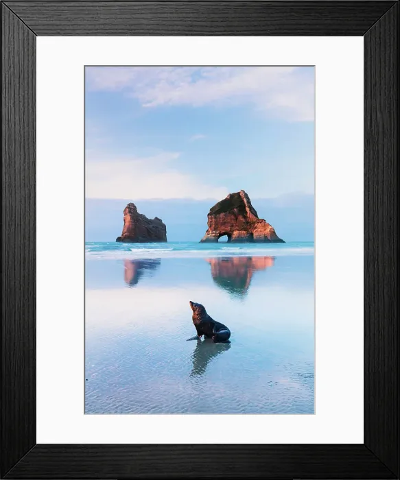 Framed Print : A seal at Wharariki beach with the Archway islands in the background at sunset Framed Print : A seal at Wharariki beach with the Archway islands in the background at sunset