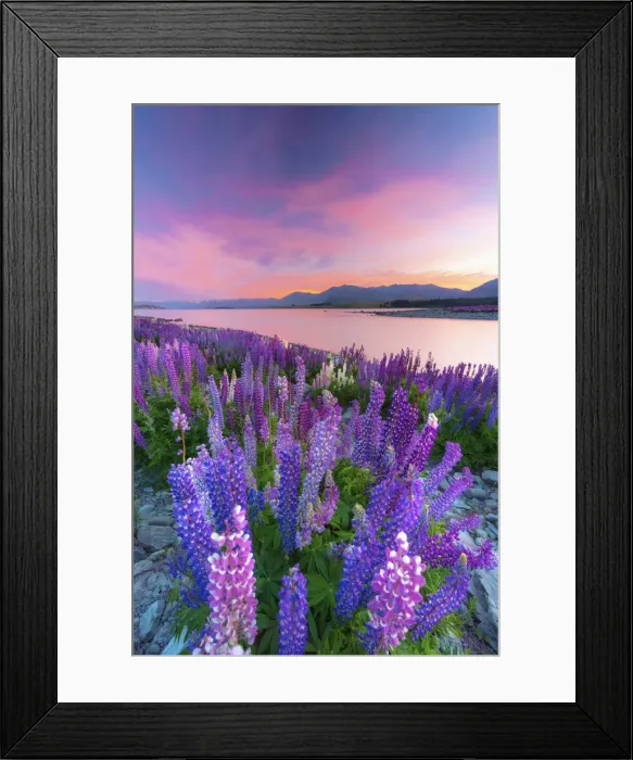 Framed Print : Lupins in bloom by the lake at dawn at Tekapo, New Zealand Framed Print : Lupins in bloom by the lake at dawn at Tekapo, New Zealand