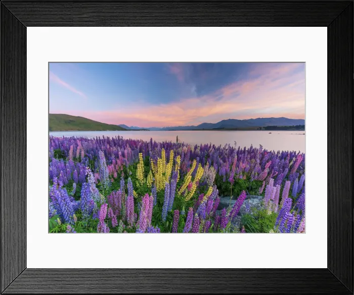 Framed Print : Lupins in bloom by the lake at dawn at Tekapo, New Zealand Framed Print : Lupins in bloom by the lake at dawn at Tekapo, New Zealand