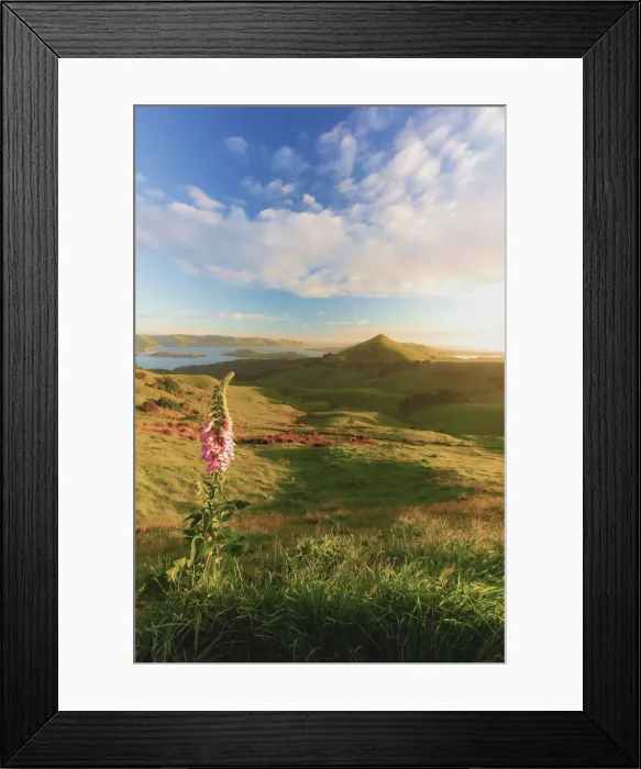 Framed Print : Otago Peninsula near Dunedin, Hoopers inlet, South Island, New Zealand