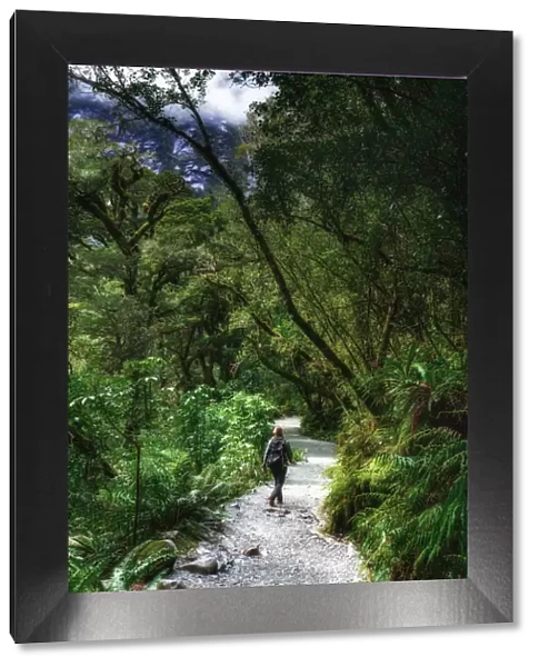 A woman wolking on a path through the forest in the Fjordland National Park, New Zealand