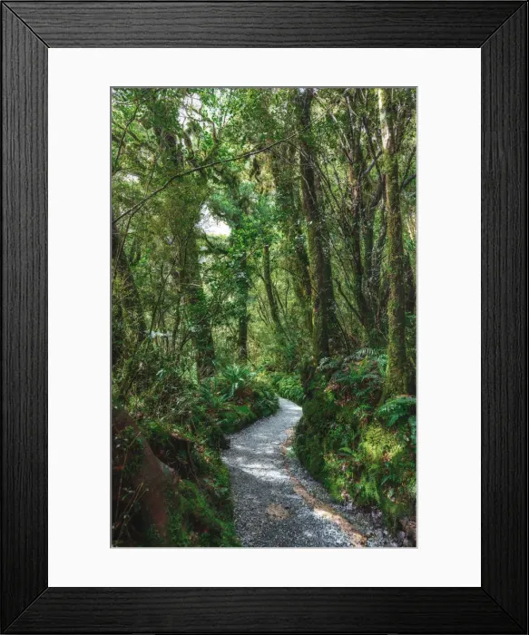 Framed Print : Path through the forest in the Fjordland National Park, New Zealand Framed Print : Path through the forest in the Fjordland National Park, New Zealand