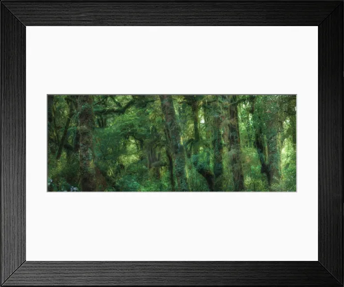 Framed Print : Details of the trees and branches in the forest in the Fjordland National Park Framed Print : Details of the trees and branches in the forest in the Fjordland National Park