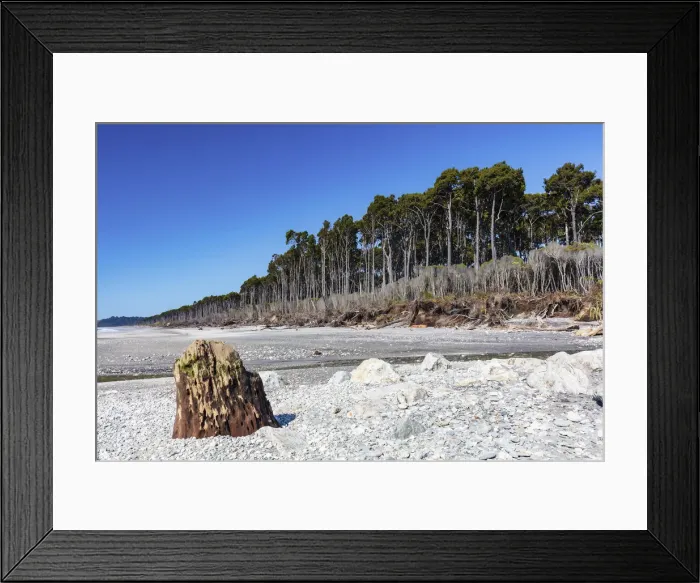 Framed Print : Forest by the seashore along the rugged west coast in New Zealand southern island Framed Print : Forest by the seashore along the rugged west coast in New Zealand southern island