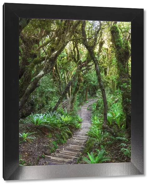Walkway through the forest to the Taranaki mountain, New Zealand