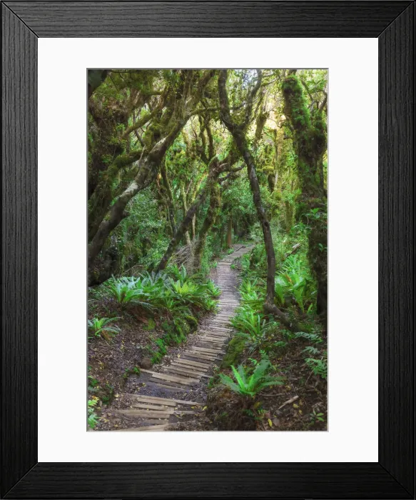 Framed Print : Walkway through the forest to the Taranaki mountain, New Zealand Framed Print : Walkway through the forest to the Taranaki mountain, New Zealand