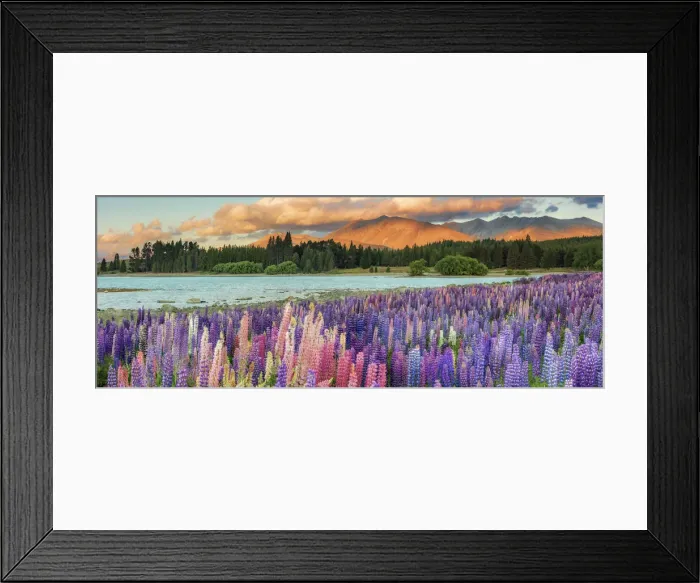 Framed Print : Lupins in bloom by the lake on a sunny spring day at Tekapo, New Zealand Framed Print : Lupins in bloom by the lake on a sunny spring day at Tekapo, New Zealand