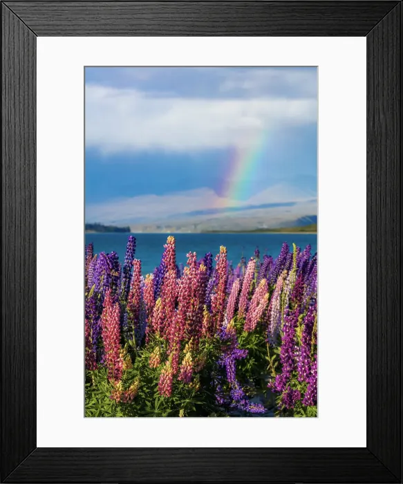 Framed Print : Lupins in bloom by the lake on a sunny spring day at Tekapo, New Zealand Framed Print : Lupins in bloom by the lake on a sunny spring day at Tekapo, New Zealand