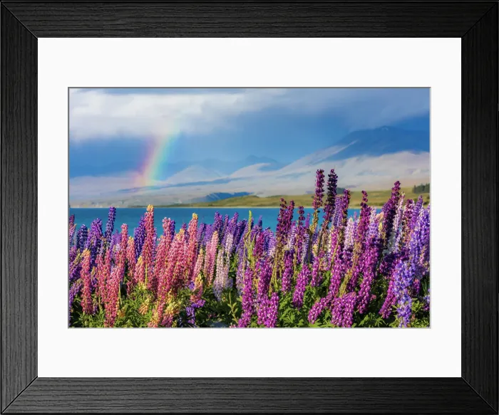 Framed Print : Lupins in bloom by the lake on a sunny spring day at Tekapo, New Zealand Framed Print : Lupins in bloom by the lake on a sunny spring day at Tekapo, New Zealand