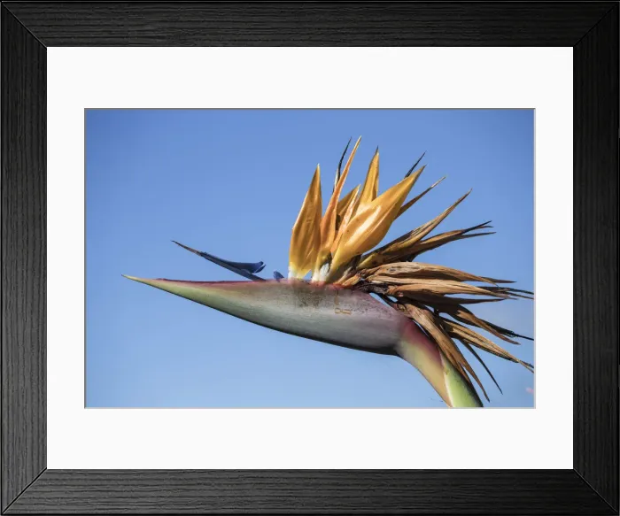Framed Print : Portugal, Madeira, Funchal, Bird of paradise - The National Flower of Madeira Framed Print : Portugal, Madeira, Funchal, Bird of paradise - The National Flower of Madeira