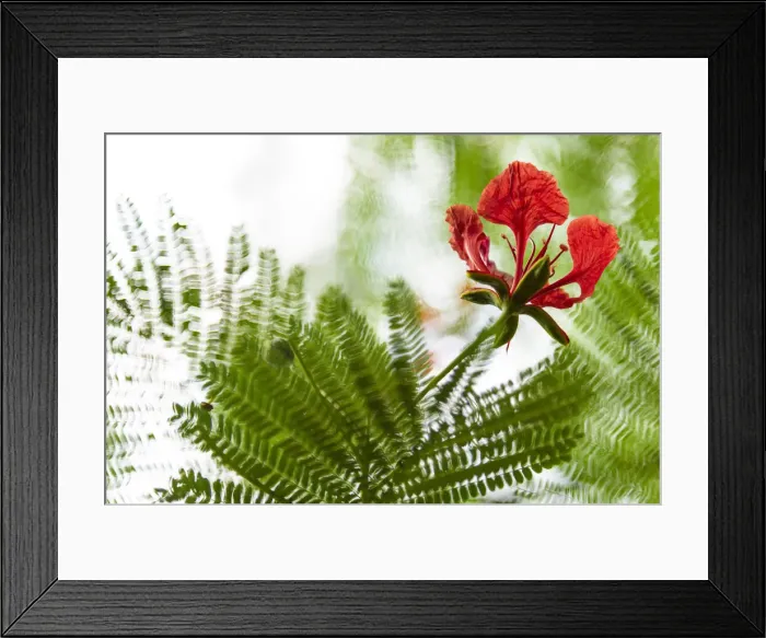 Framed Print : Africa, Sao Tome and Principe. Mucumbli flower on a tree Framed Print : Africa, Sao Tome and Principe. Mucumbli flower on a tree