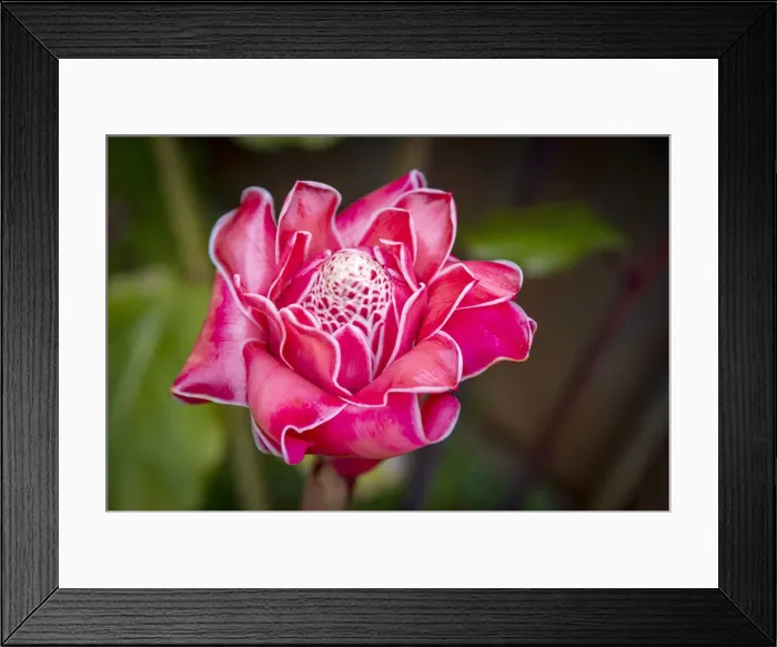 Framed Print : Africa, SA£o Toma and Principe. Close up of a Porcellain flower Framed Print : Africa, SA£o Toma and Principe. Close up of a Porcellain flower