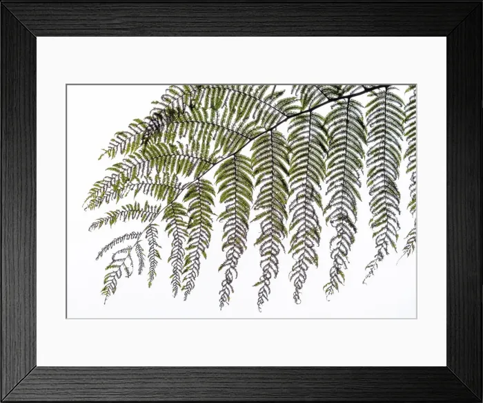Framed Print : Africa, SA£o Toma and Principe. A leaf of a wild fern Framed Print : Africa, SA£o Toma and Principe. A leaf of a wild fern