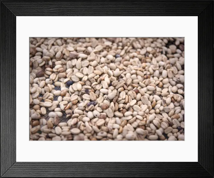 Framed Print : Africa, SA£o Toma and Principe. Dried coffee beans at Monte Cafa Framed Print : Africa, SA£o Toma and Principe. Dried coffee beans at Monte Cafa
