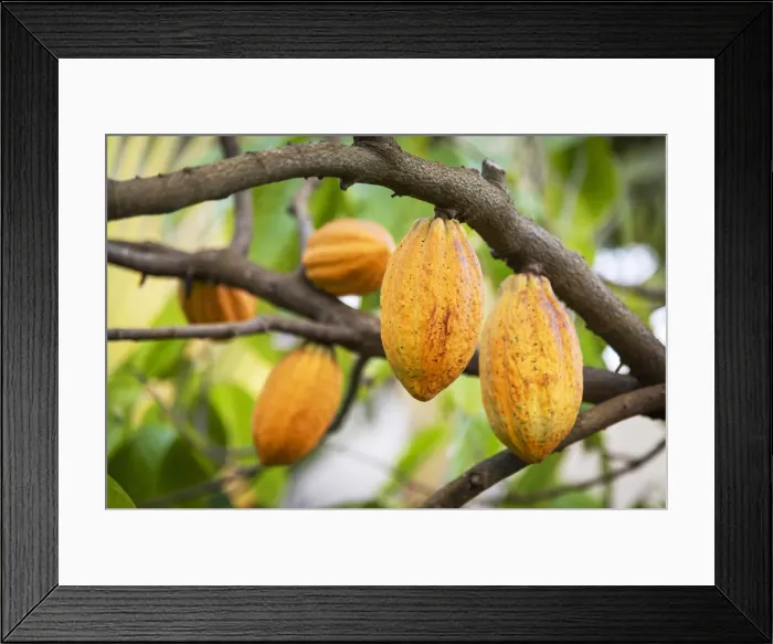 Framed Print : Africa, SA£o Toma and Principe. Ripe Cocoa fruits on a tree in the Claudio Corallo Framed Print : Africa, SA£o Toma and Principe. Ripe Cocoa fruits on a tree in the Claudio Corallo