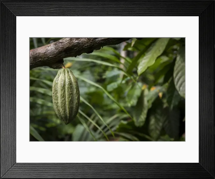 Framed Print : Africa, SA£o Toma and Principe. Cocoa tree in Roca Sundy on Principe Island Framed Print : Africa, SA£o Toma and Principe. Cocoa tree in Roca Sundy on Principe Island