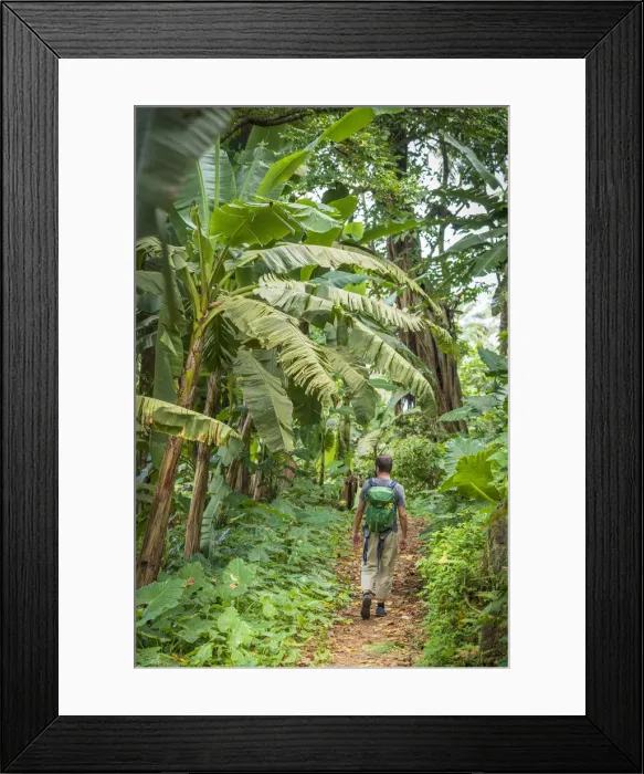 Framed Print : Africa, SA£o Toma and Principe. Hiking on Principe Island inside the plantation of Roca Framed Print : Africa, SA£o Toma and Principe. Hiking on Principe Island inside the plantation of Roca
