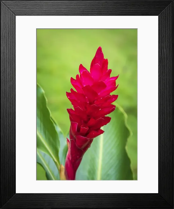 Framed Print : Africa, SA£o Toma and Principe. Close up of beautiful tropical flower in Principe Island Framed Print : Africa, SA£o Toma and Principe. Close up of beautiful tropical flower in Principe Island