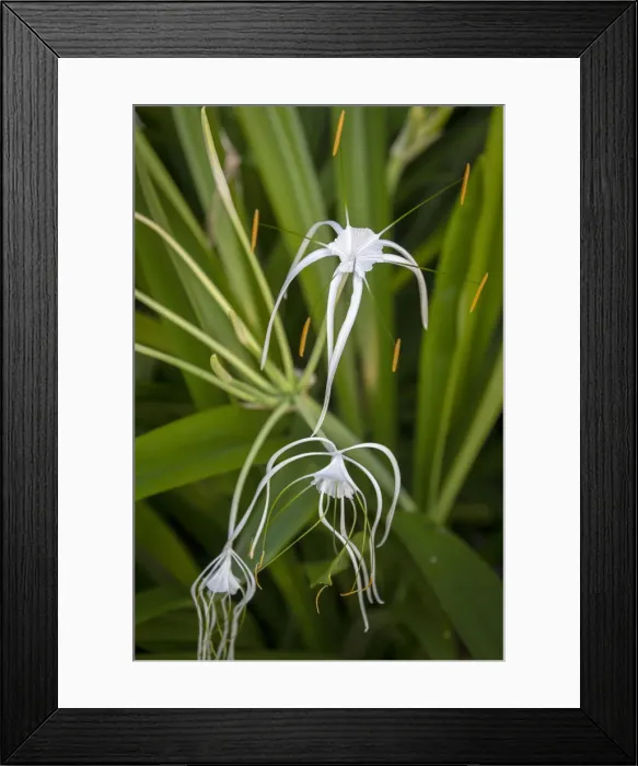 Framed Print : Africa, SA£o Toma and Principe. Tropical white spider lilly Framed Print : Africa, SA£o Toma and Principe. Tropical white spider lilly