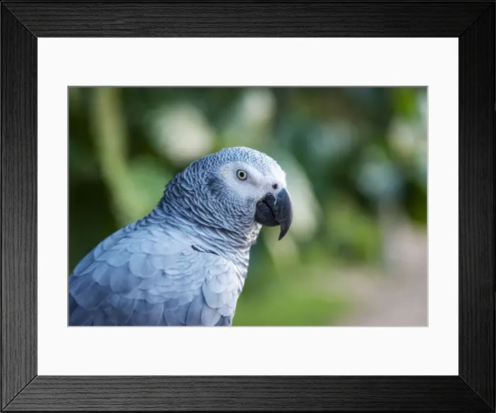 Framed Print : Africa, SA£o Toma and Principe. African grey parrot Framed Print : Africa, SA£o Toma and Principe. African grey parrot