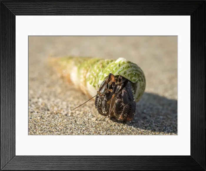 Framed Print : Africa, SA£o Toma and Principe. A Hermit Crab on the beach Framed Print : Africa, SA£o Toma and Principe. A Hermit Crab on the beach
