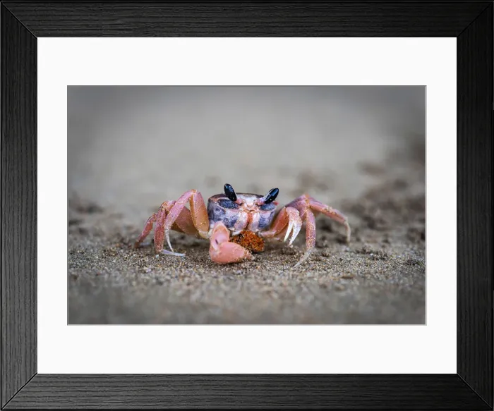 Framed Print : Africa, SA£o Toma and Principe. A Crab on the beach