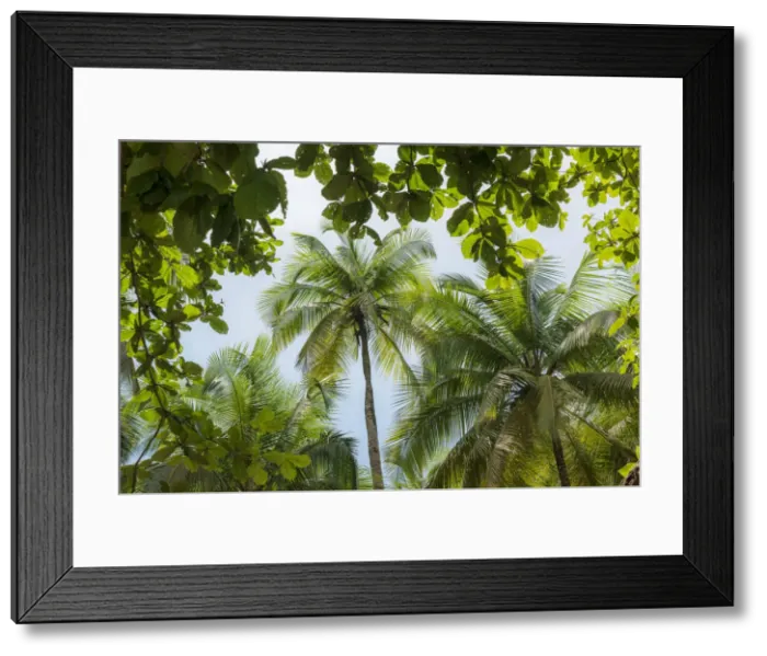 Framed Print : Africa, Sao Tome and Principe. The forest with palm trees