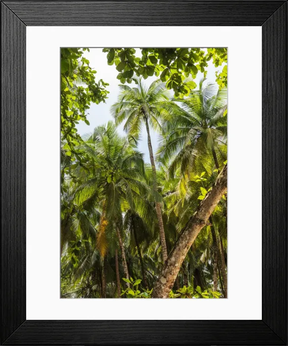 Framed Print : Africa, SA£o Toma and Principe. The forest with palm trees Framed Print : Africa, SA£o Toma and Principe. The forest with palm trees