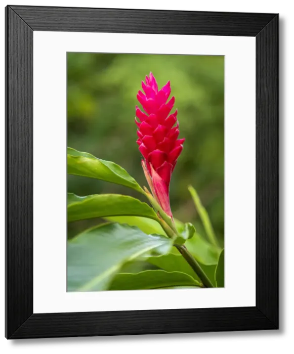 Framed Print : Africa, Sao Tome and Principe. Beautiful pink flower Framed Print : Africa, Sao Tome and Principe. Beautiful pink flower
