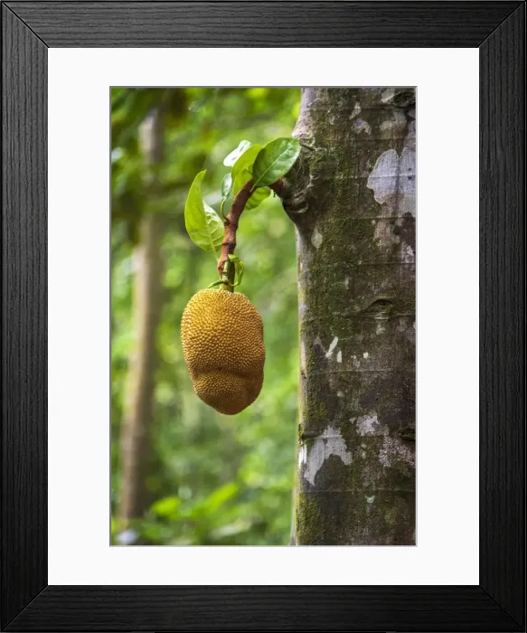 Framed Print : Africa, SA£o Toma and Principe. Jackfruit on the tree Framed Print : Africa, SA£o Toma and Principe. Jackfruit on the tree