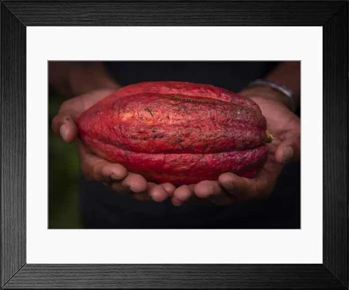 Framed Print : Africa, SA£o Toma and Principe. Ripe cocoa fruit Framed Print : Africa, SA£o Toma and Principe. Ripe cocoa fruit