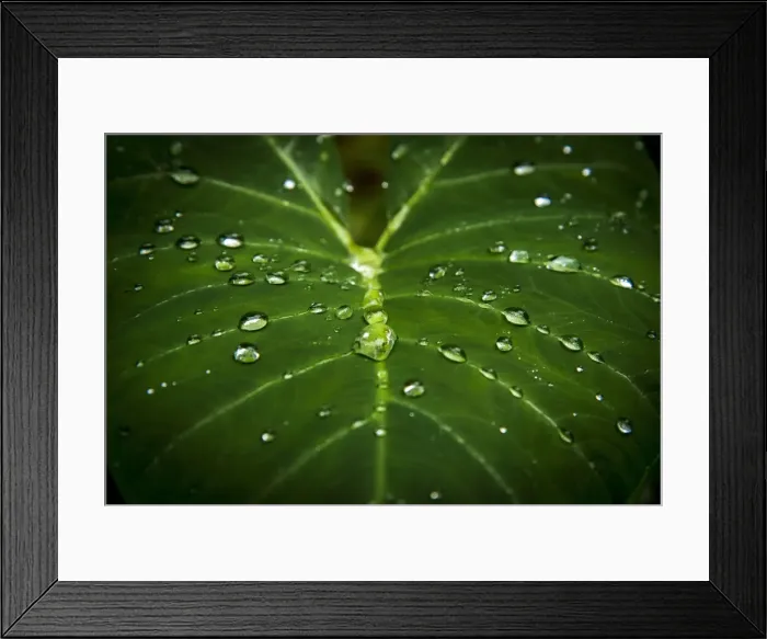 Framed Print : Africa, SA£o Toma and Principe. Leaf in the rain forest during rain Framed Print : Africa, SA£o Toma and Principe. Leaf in the rain forest during rain