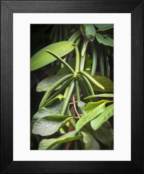 Framed Print : Africa, SA£o Toma and Principe. Vanilla plant Framed Print : Africa, SA£o Toma and Principe. Vanilla plant