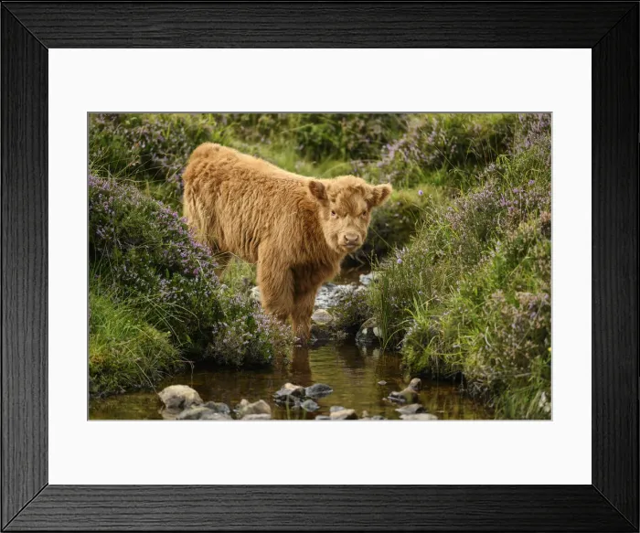 Framed Print : UK, Scotland, Highland, higland calf Framed Print : UK, Scotland, Highland, higland calf