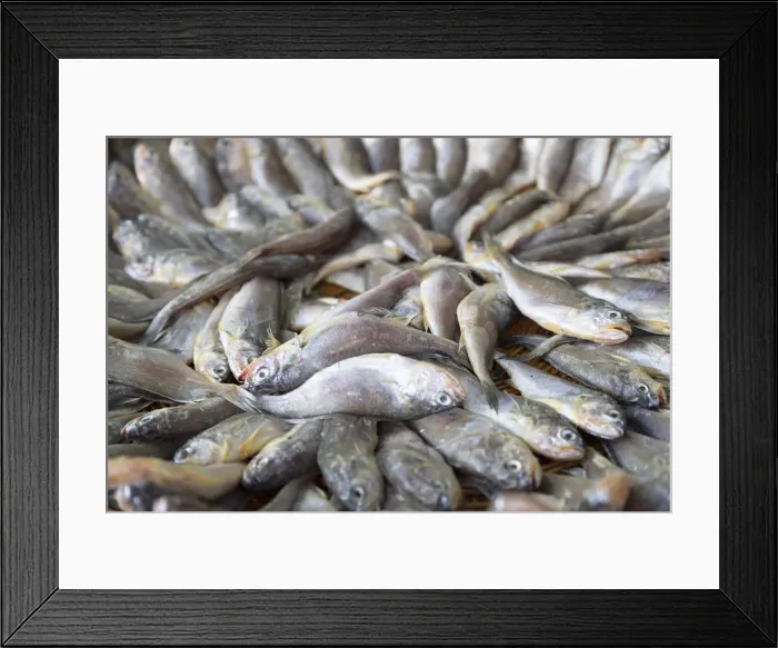 Framed Print : Fish at Namdaemun Market, Seoul, South Korea Framed Print : Fish at Namdaemun Market, Seoul, South Korea
