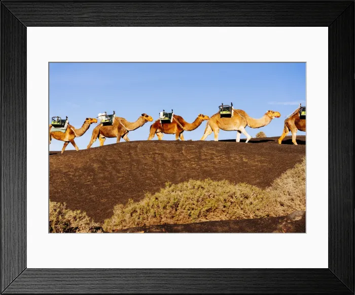 Framed Print : Camels in Timanfaya, Lanzarote, Canary Islands, Spain Framed Print : Camels in Timanfaya, Lanzarote, Canary Islands, Spain