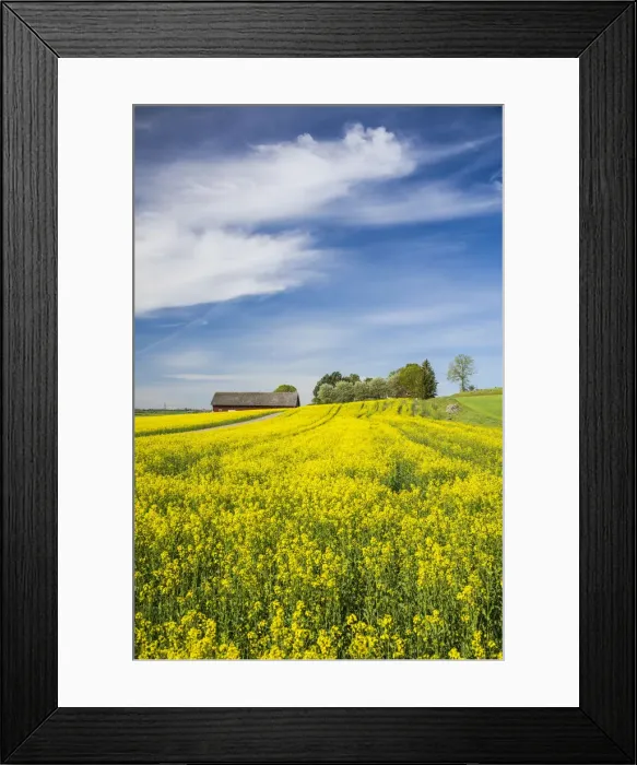 Framed Print : Sweden, Southeast Sweden, Bergs Slussar, springtime landscape Framed Print : Sweden, Southeast Sweden, Bergs Slussar, springtime landscape