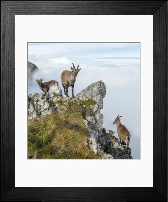 Framed Print : Switzerland, Lucerne, Mount Pilatus, Ibex Framed Print : Switzerland, Lucerne, Mount Pilatus, Ibex