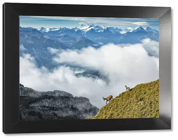 Switzerland, Lucerne, Mount Pilatus, Alpine ibex, Capra ibex with Bernese alps in