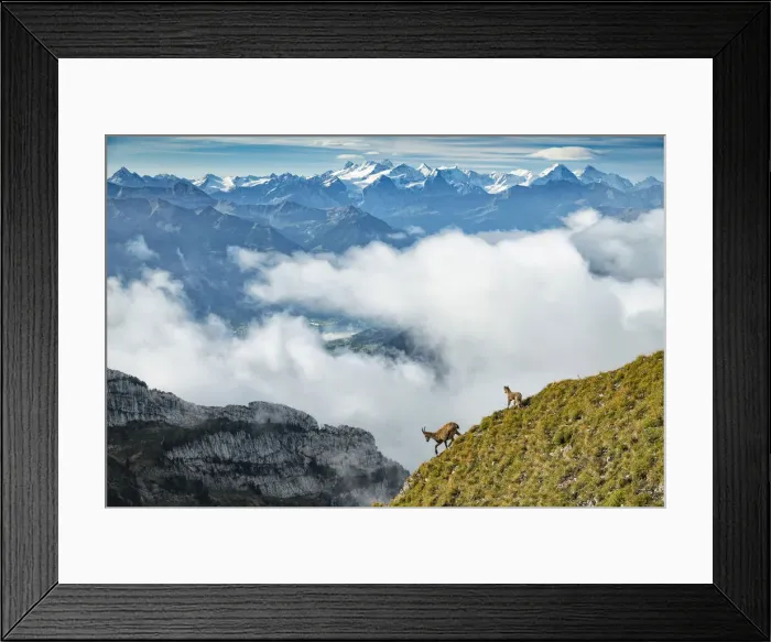 Framed Print : Switzerland, Lucerne, Mount Pilatus, Alpine ibex, Capra ibex with Bernese alps in Framed Print : Switzerland, Lucerne, Mount Pilatus, Alpine ibex, Capra ibex with Bernese alps in