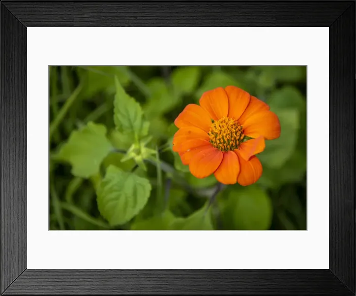 Framed Print : Africa, Tanzania, Loiborsoit. Orange flower
