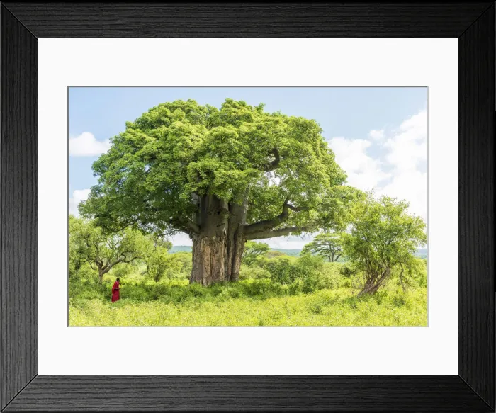 Framed Print : Africa, Tanzania, Loiborsoit. A beautiful big baobab tree Framed Print : Africa, Tanzania, Loiborsoit. A beautiful big baobab tree
