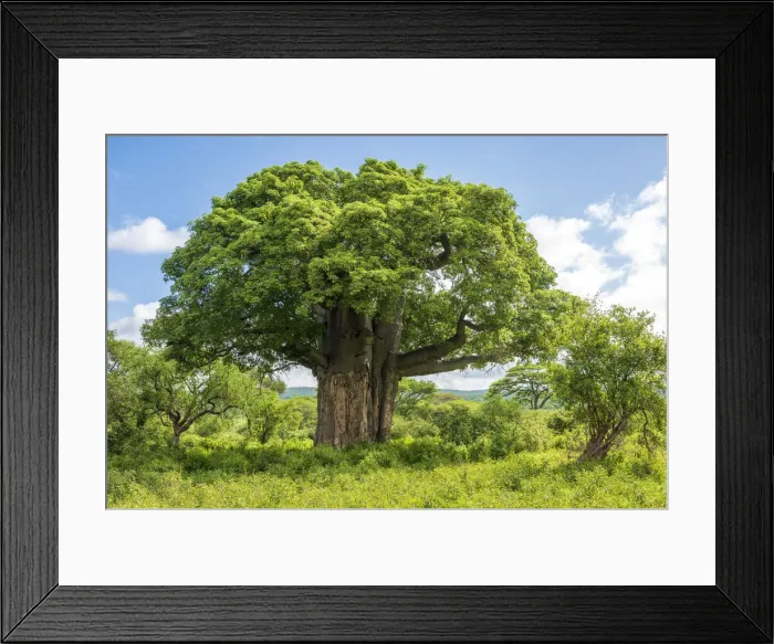 Framed Print : Africa, Tanzania, Loiborsoit. A beautiful big baobab tree Framed Print : Africa, Tanzania, Loiborsoit. A beautiful big baobab tree