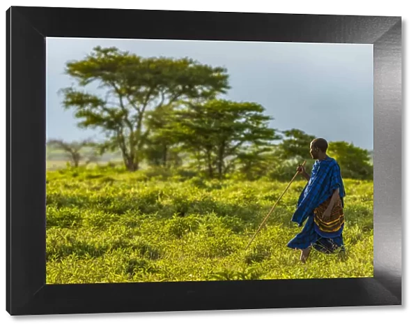 Africa, Tanzania, Loiborsoit. A Msai man walking in the landscape with traditional