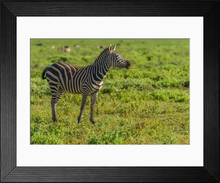 Framed Print : Africa, Tanzania, Loiborsoit. A happy zebra Framed Print : Africa, Tanzania, Loiborsoit. A happy zebra