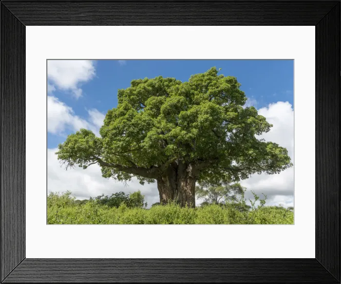 Framed Print : Africa, Tanzania, Loiborsoit. A beautiful big baobab tree Framed Print : Africa, Tanzania, Loiborsoit. A beautiful big baobab tree